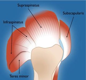 Rotator cuff muscles